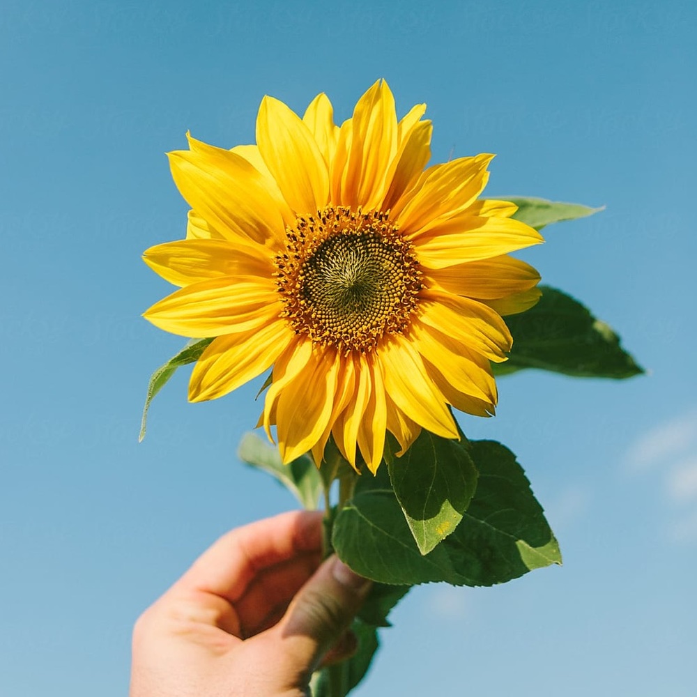 Meet your Posher, Cassidy